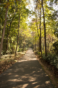 阳光森林小路