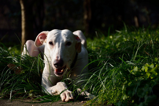 灵缇犬