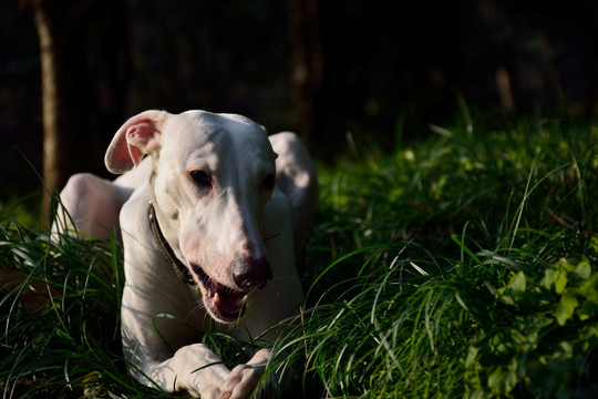 灵缇犬