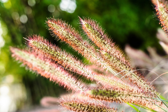 狗尾巴草 逆光