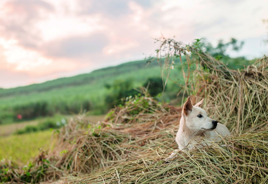 狗 中华田园犬 黄昏