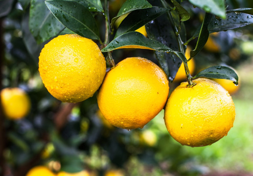 橙子 水果 柑橘种植