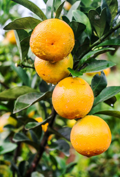 橙子 水果 橘子 柑橘种植