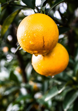 橙子 水果种植 果园