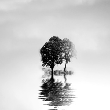 黑白摄影 两棵树