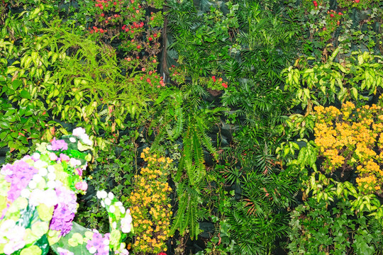 鲜花墙 鲜花背景