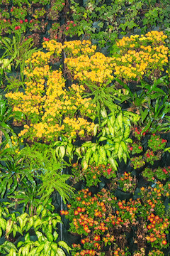 鲜花墙 鲜花背景