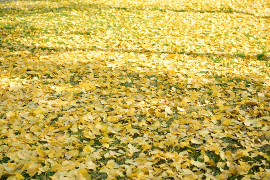金黄落叶背景