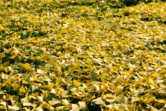 黄色落叶