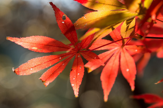 红叶枫叶素材