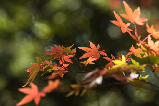 红叶枫叶素材