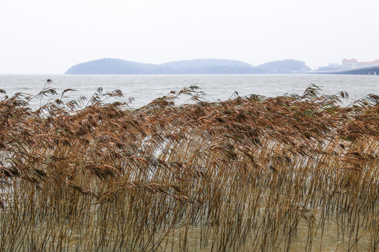 太湖芦苇荡