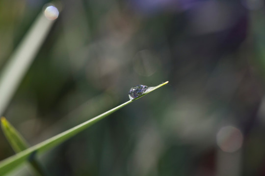 马兰花