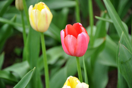 郁金香花