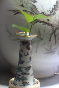 绿萝 陶瓷 瓷瓶