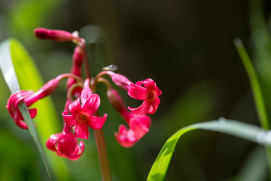 胭脂花