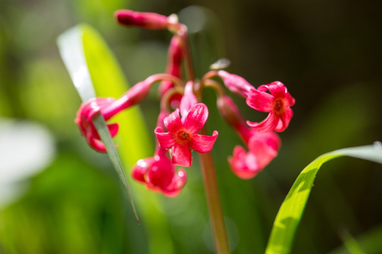 胭脂花