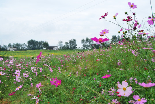 格桑花