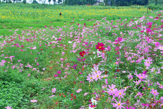 格桑花