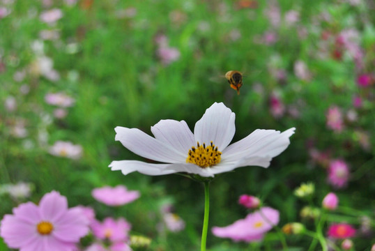 格桑花