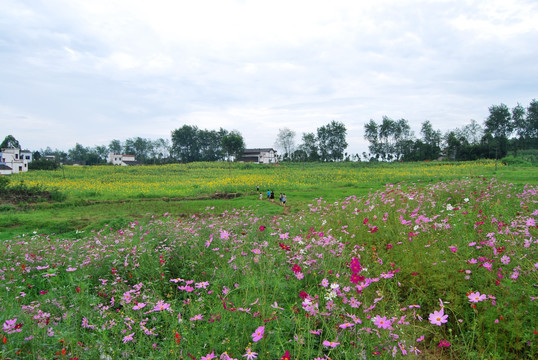 格桑花