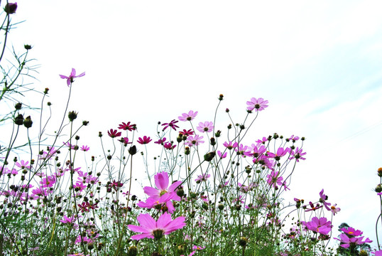 格桑花