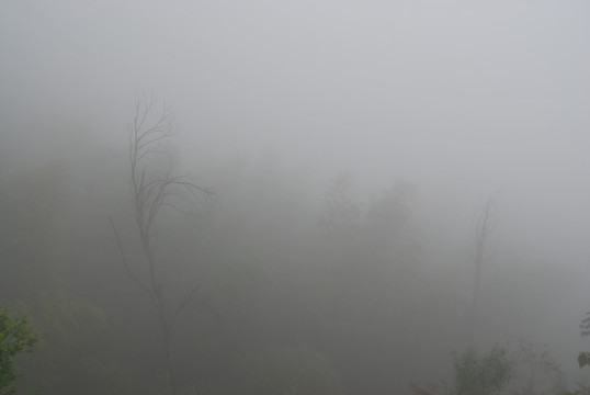 雨雾枯树
