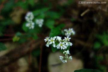 野荞麦花 白色野花