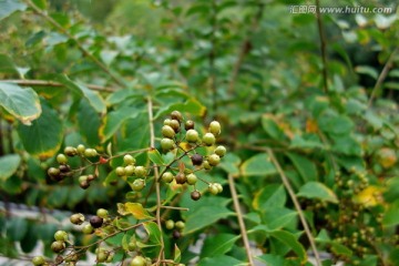 紫薇种子 紫薇树 黑色野果