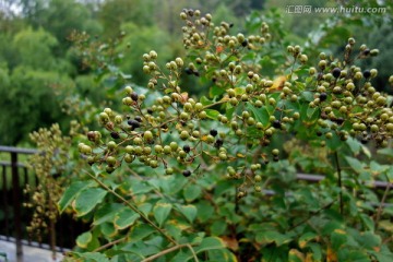 紫薇种子 紫薇树 黑色野果