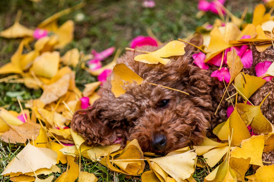 泰迪犬