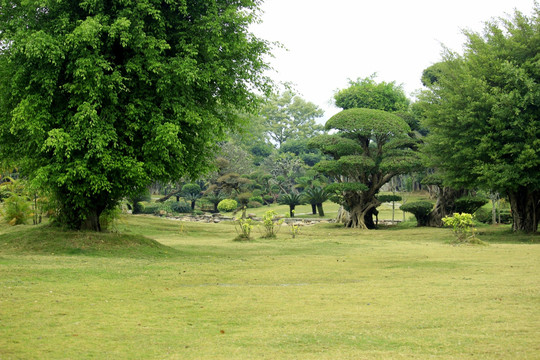 公园树木景观