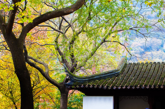 天平山 赏红叶 秋色 秋天