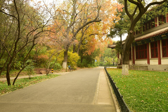 秋色 小路