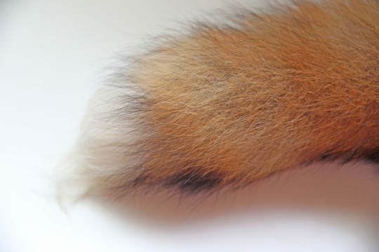 狐狸尾巴 动物毛