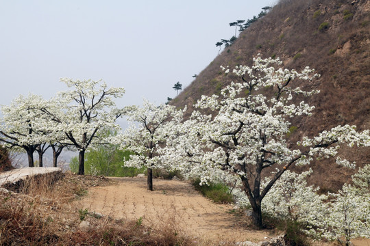 梨花