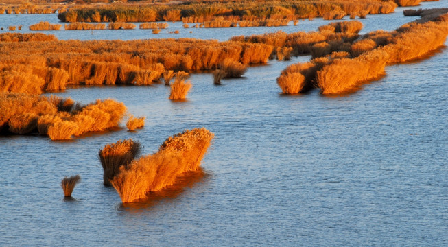 阅海湿地公园