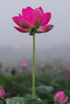 雾里看花