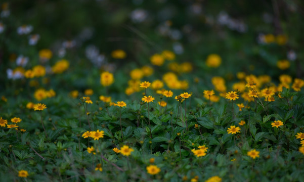 花 花卉 鲜花