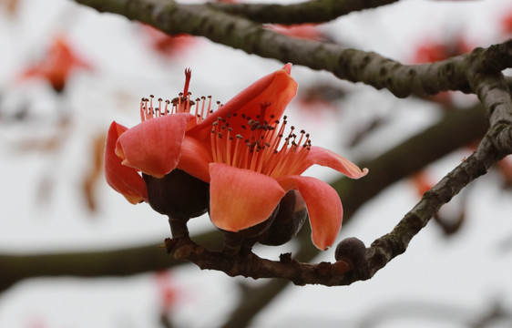 木棉花