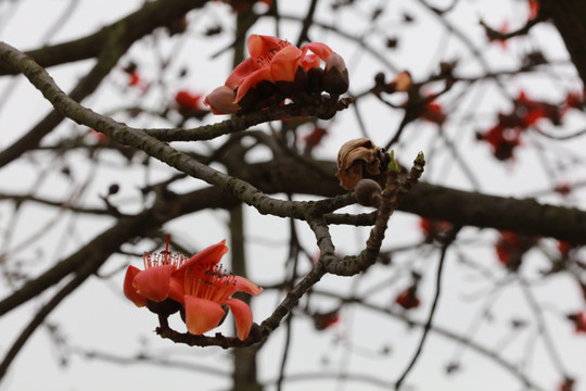 木棉花