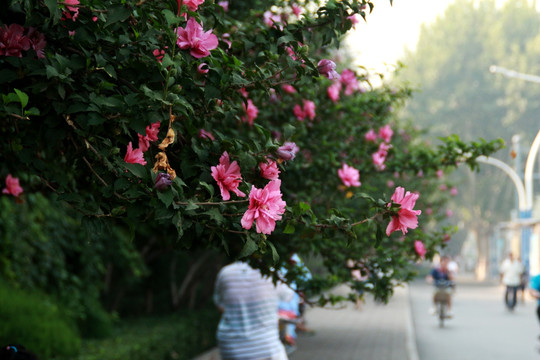 木槿花