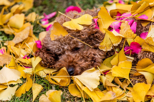 泰迪犬