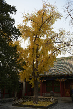 古宅庭院