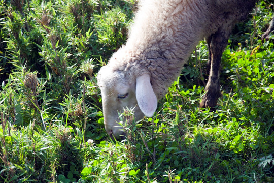 吃草的羊