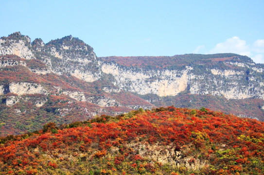 太行山靳家岭红叶