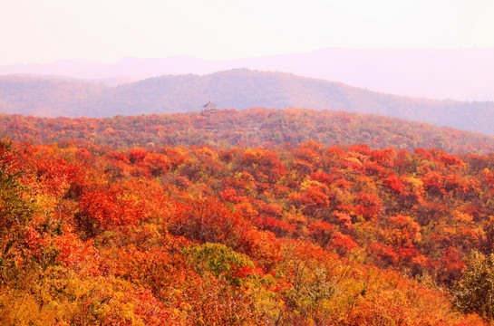 太行山靳家岭红叶