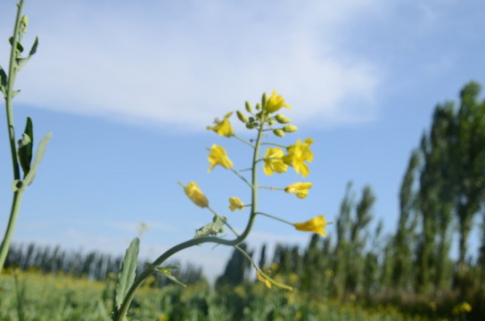 油菜花