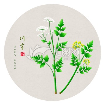 川芎 手繪川芎