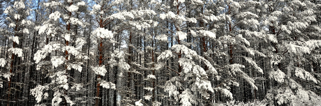 雪挂